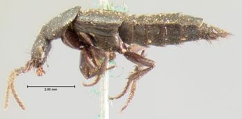 Media type: image;   Entomology 7314 Aspect: habitus lateral view